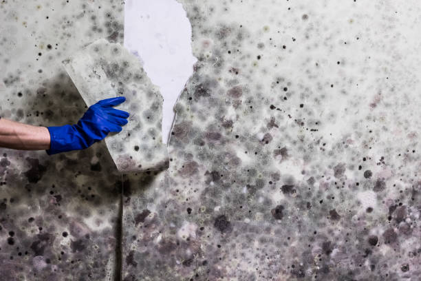 Professional Mold Removal in Zelienople, PA